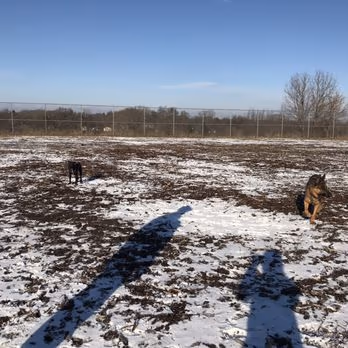 Covell Dog Park